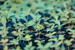 mapeamento revela as melhores áreas para restauração florestal no planeta