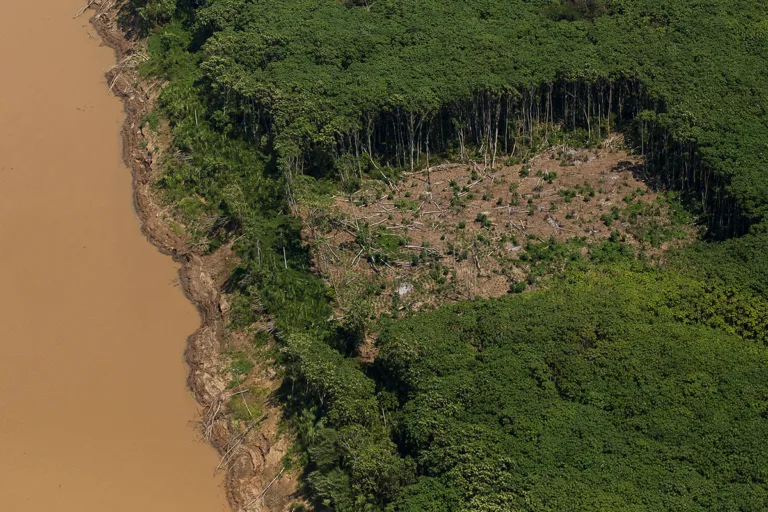 petroleiras precisam reflorestar 5 amazônias para neutralizar emissões