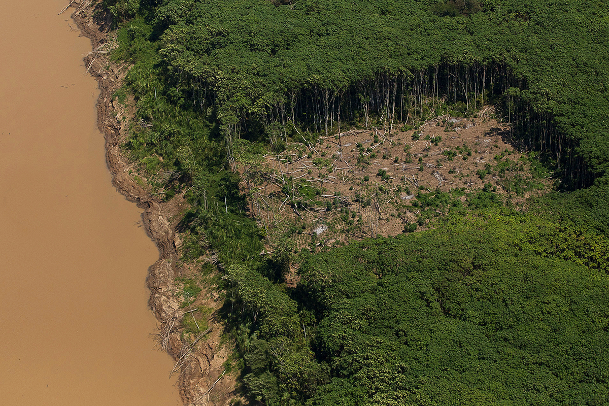 petroleiras precisam reflorestar 5 amazônias para neutralizar emissões