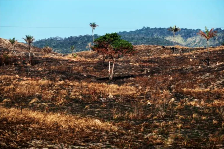 desmatamento amazônia