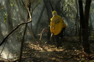 focos de incêndio diminuem