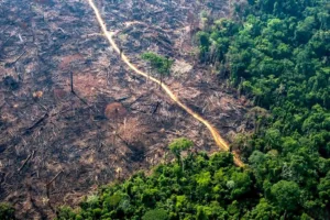 incêndios ameaçam biodiversidade até em florestas que não pegaram fogo