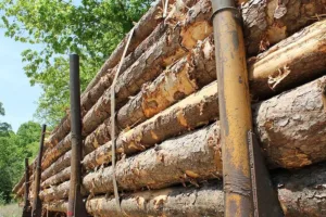 madeireiros ilegais lucram com projetos de crédito de carbono na amazônia