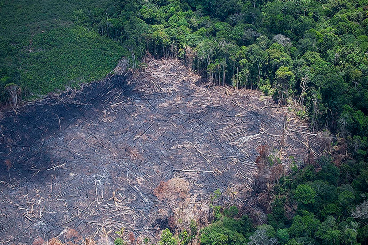pl da devastação ameaça biomas e produção agrícola do brasil