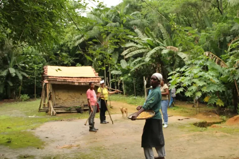 terras de afrodescendentes e quilombolas têm 55% menos desmatamento