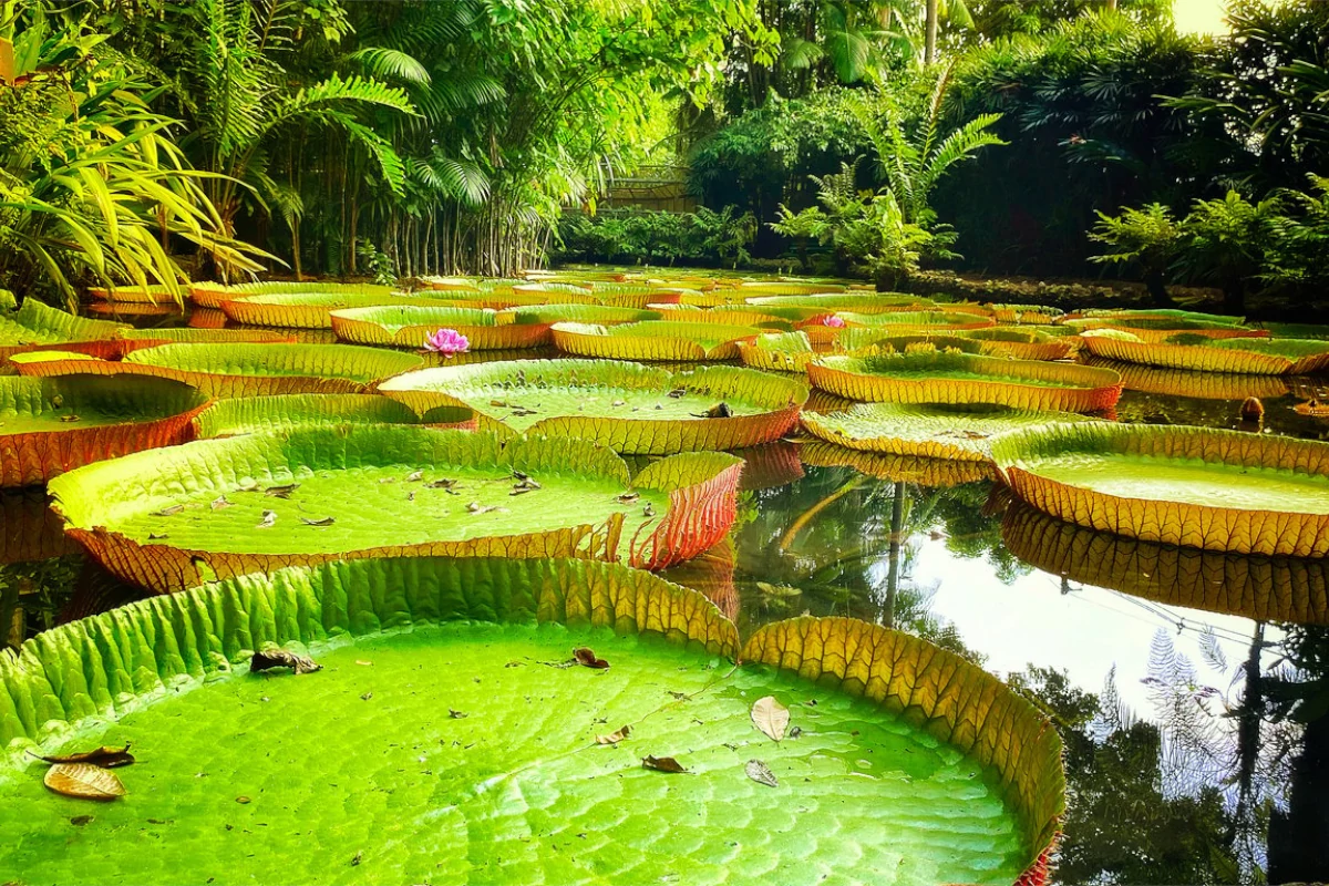 amazônia ponto não retorno