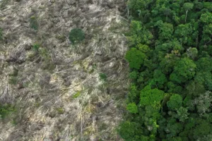 brasil perdeu vegetação nativa em 40 anos