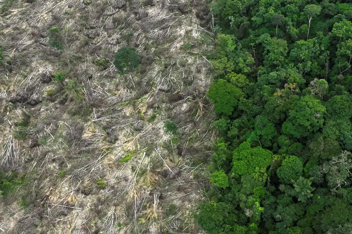 brasil perdeu vegetação nativa em 40 anos