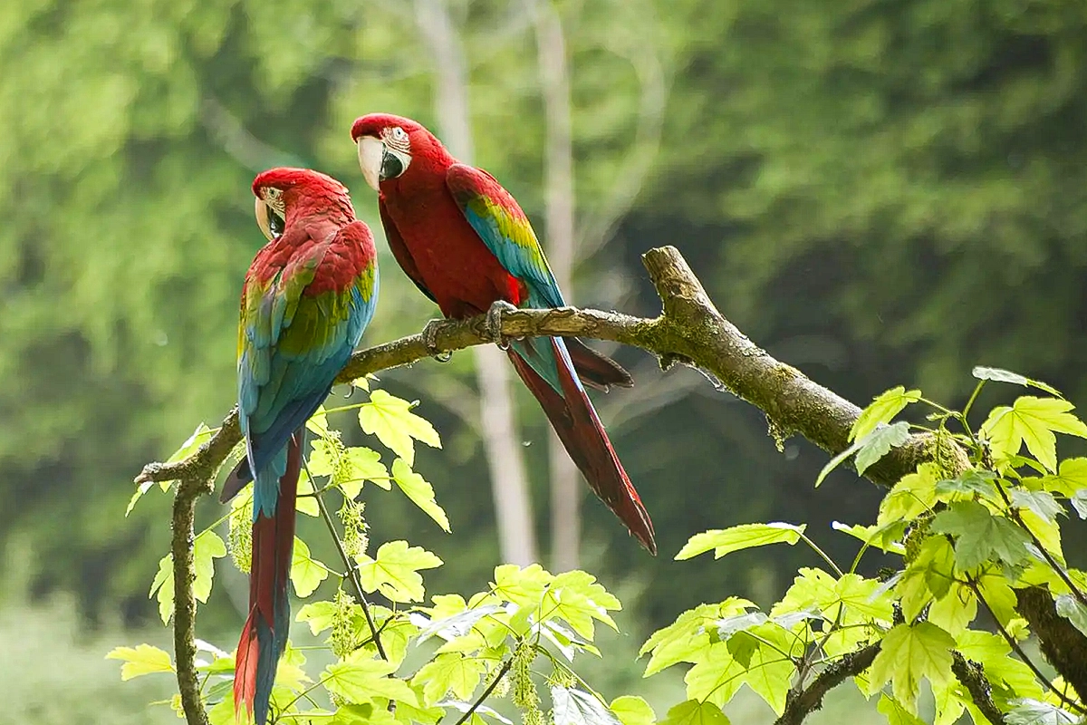 calor extremo aves tropicais