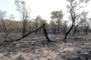 deter desmatamento 2025