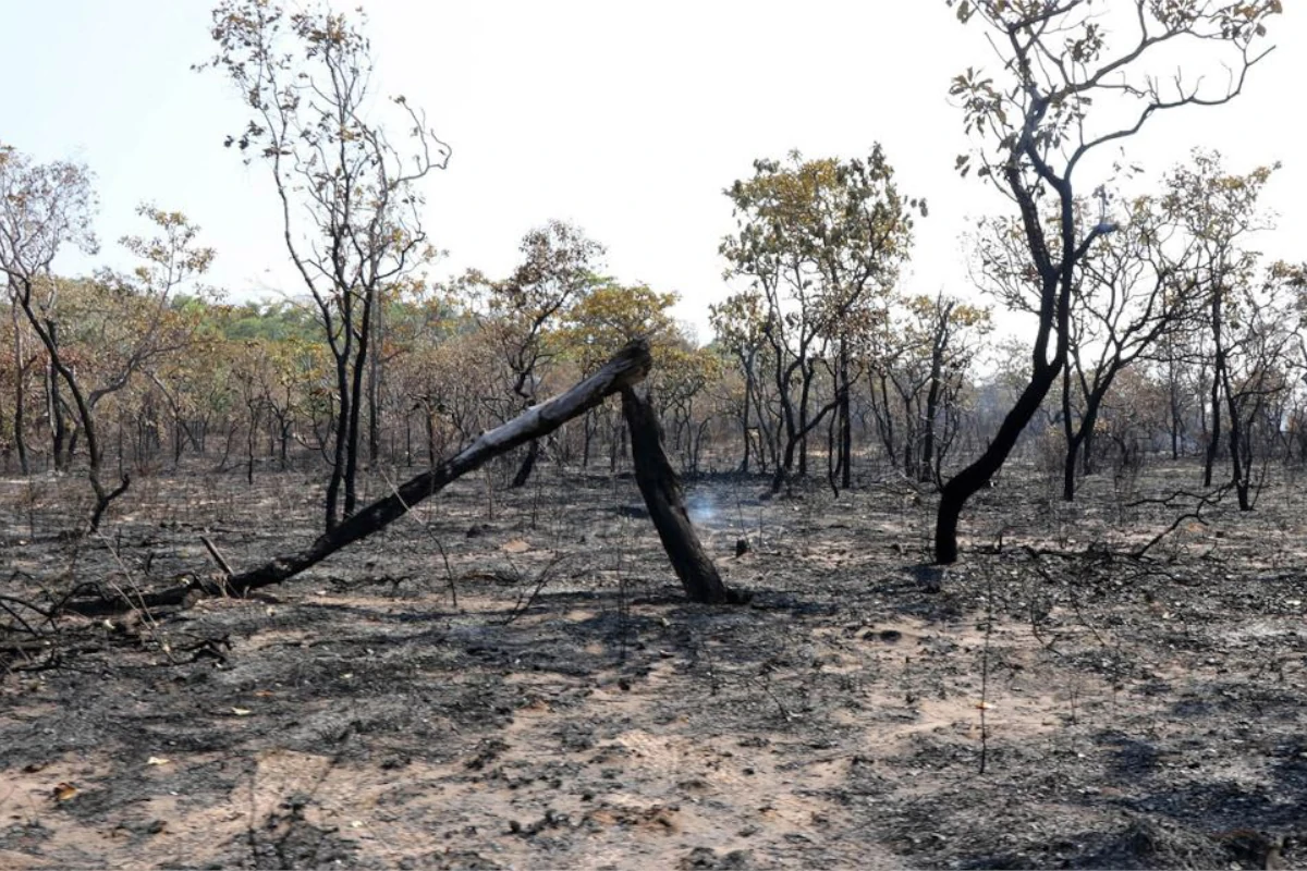 deter desmatamento 2025