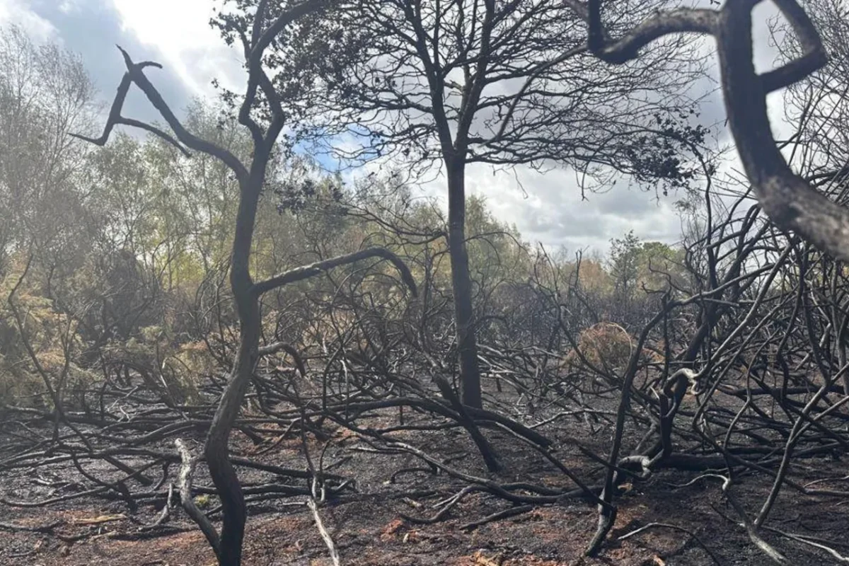 incêndios florestais europa 2