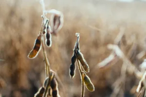 justiça federal moratória da soja cade