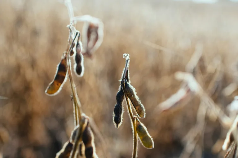 justiça federal moratória da soja cade