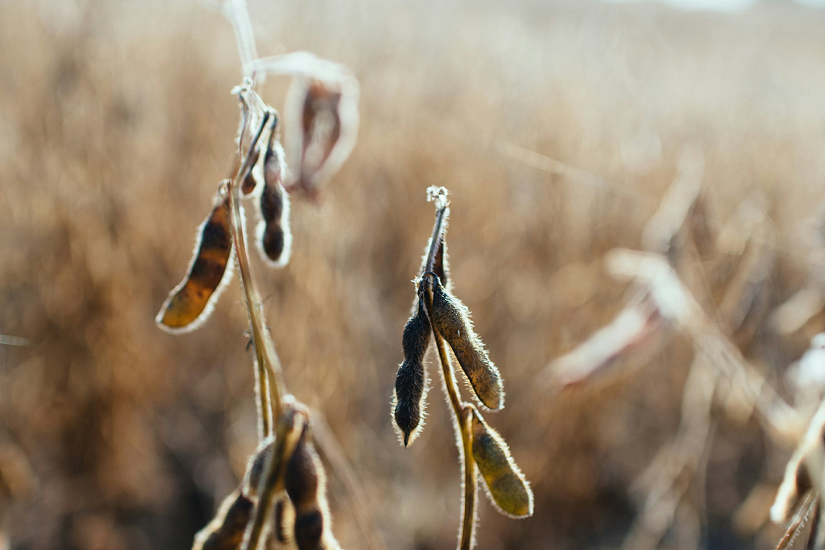 justiça federal moratória da soja cade
