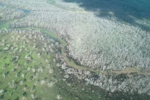 libera gado pecuarista desmatador