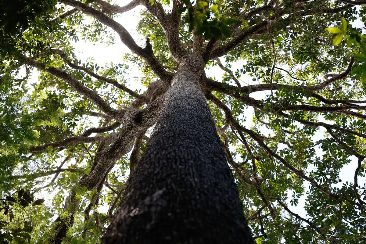 países amazônicos apoio novo fundo florestas tropicais
