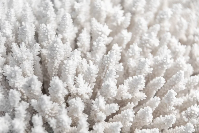 perda anual corais vivos