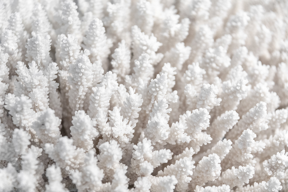 perda anual corais vivos