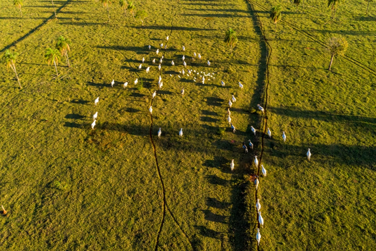 segundo leilão do eco invest supera r$ 30 bilhões para recuperação florestal