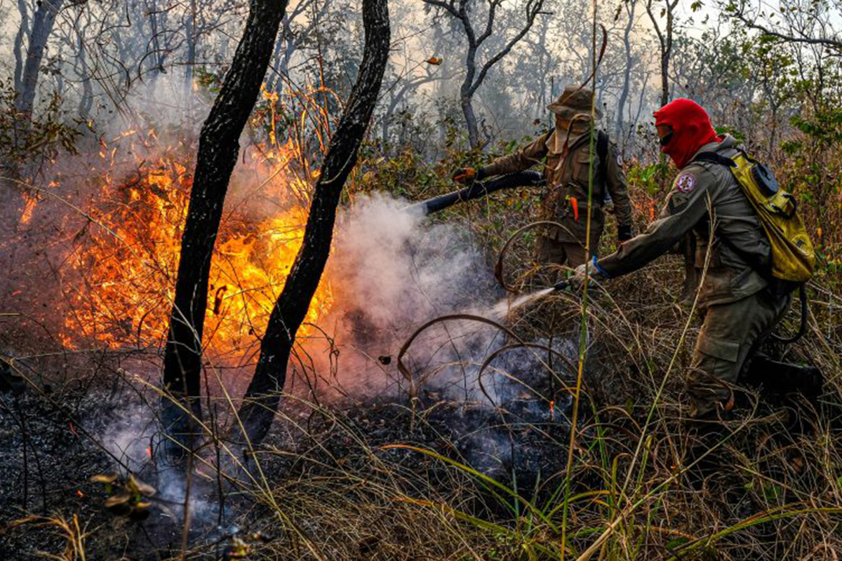 amazônia desmatamento violência