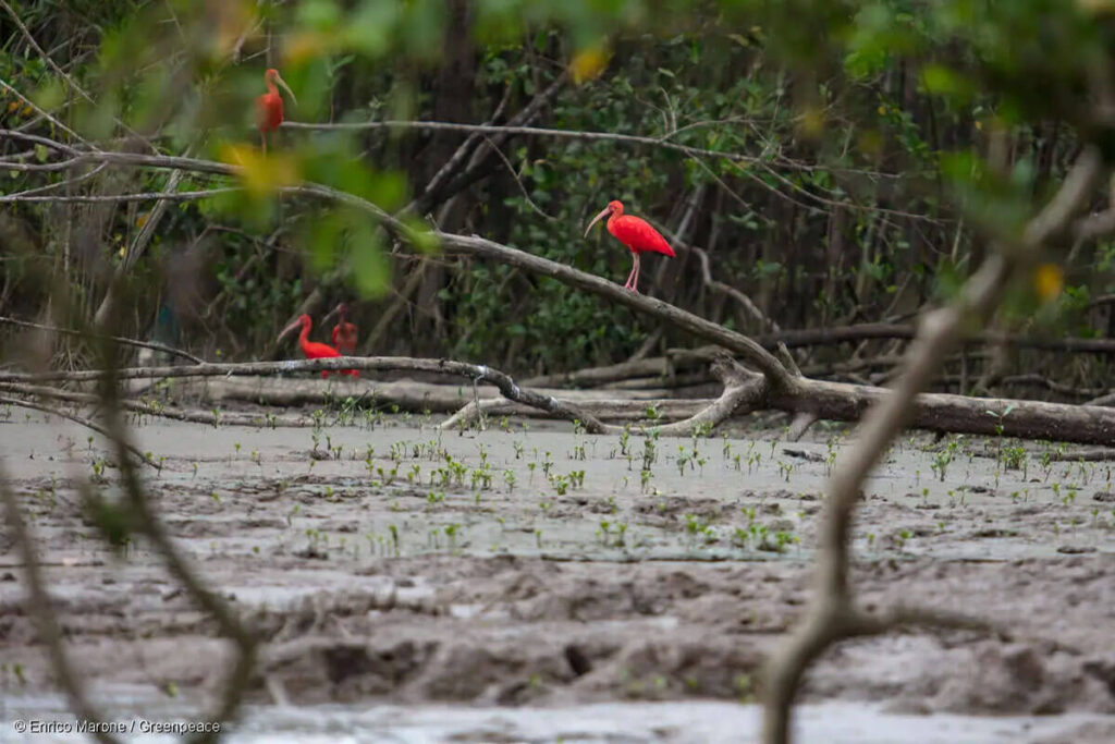 amazonia livre petroleo gas blocos 59 01