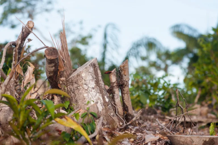 desmatamento chuvas temperatura amazônia seca