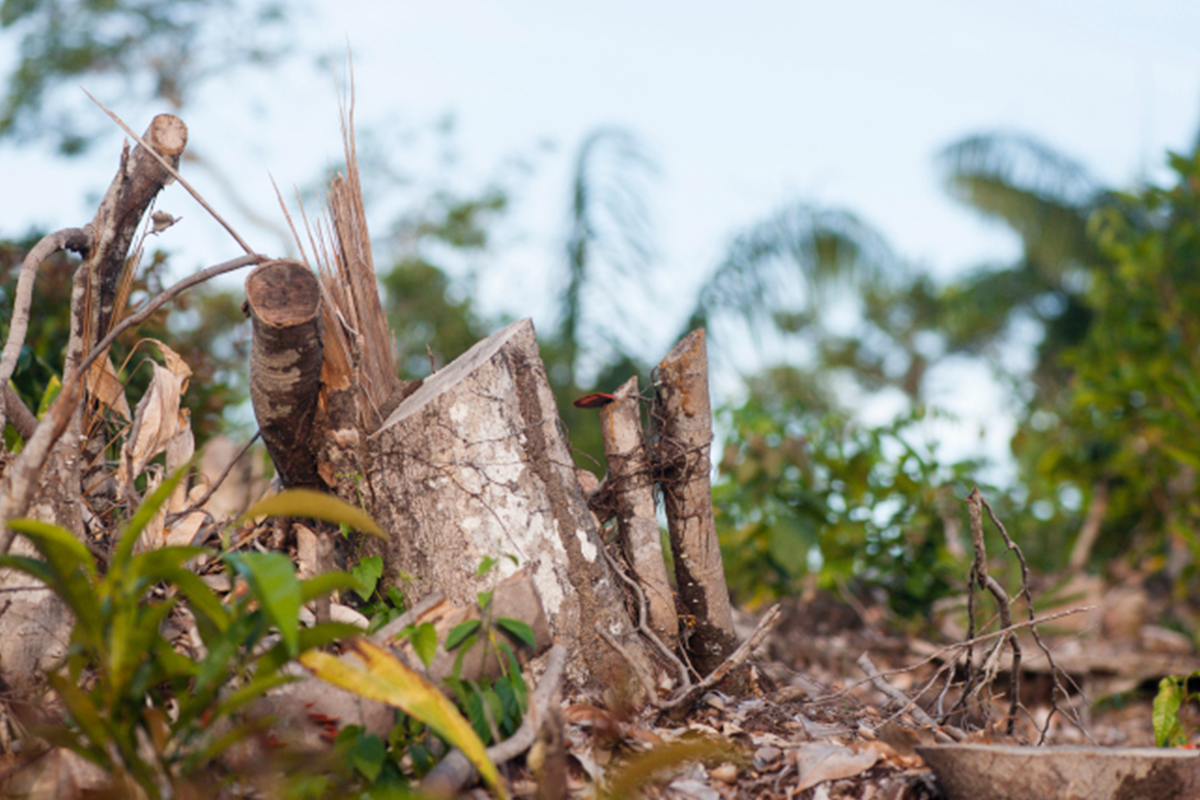 desmatamento chuvas temperatura amazônia seca