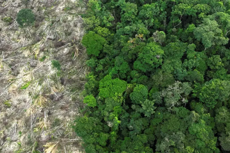 desmatamento na amazônia soma 52 milhões de hectares em 40 anos