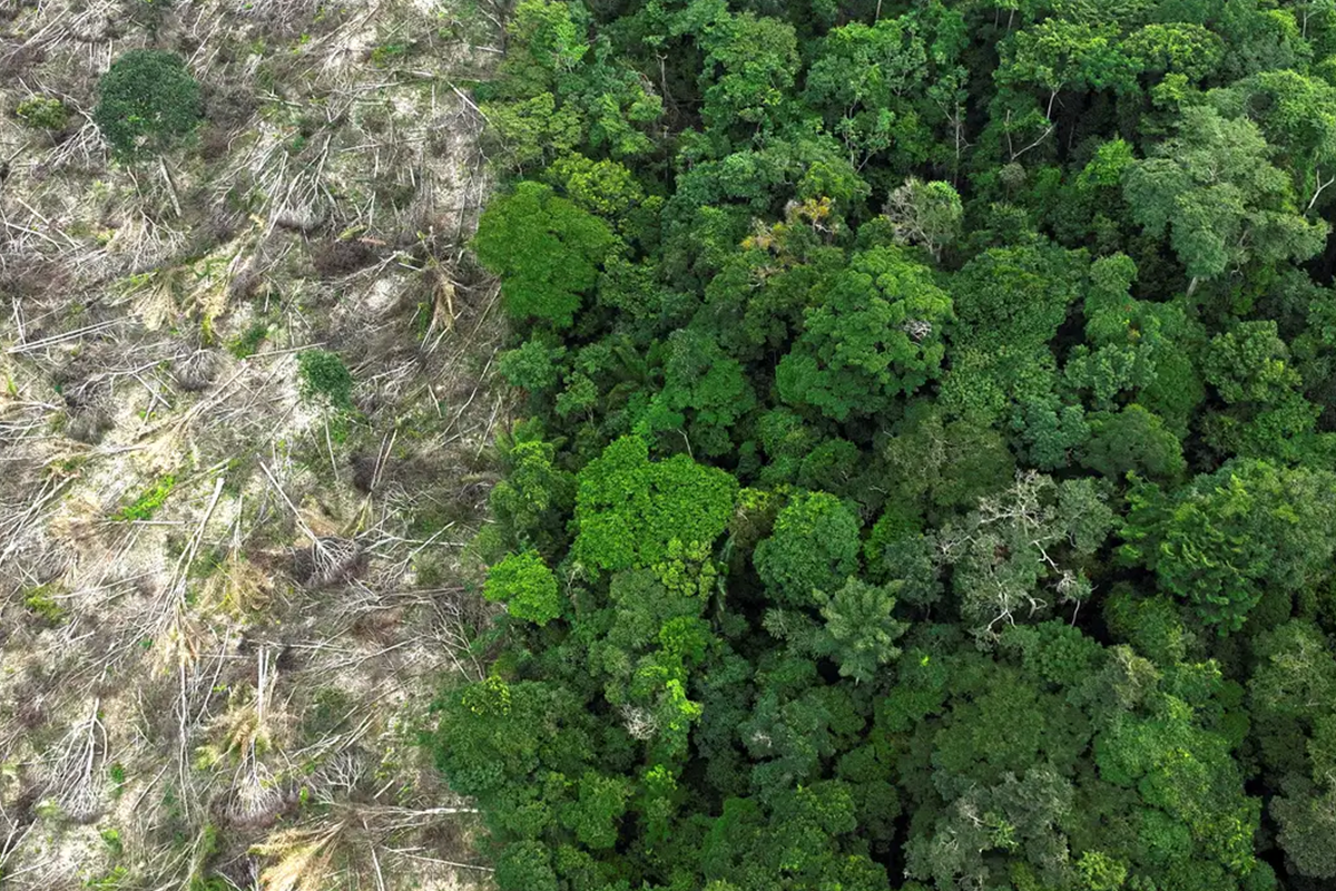desmatamento na amazônia soma 52 milhões de hectares em 40 anos
