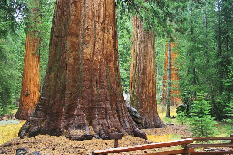 incêndio florestal na califórnia ameaça parque com sequoias gigantes