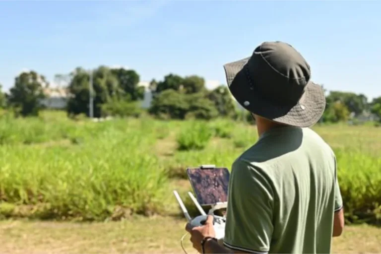 monitoramento pastagens