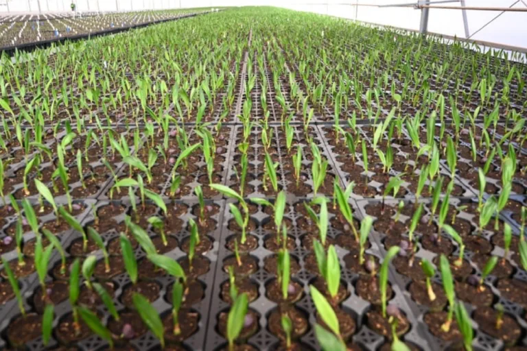 brasil produção biocombustíveis desmatar prancheta 1