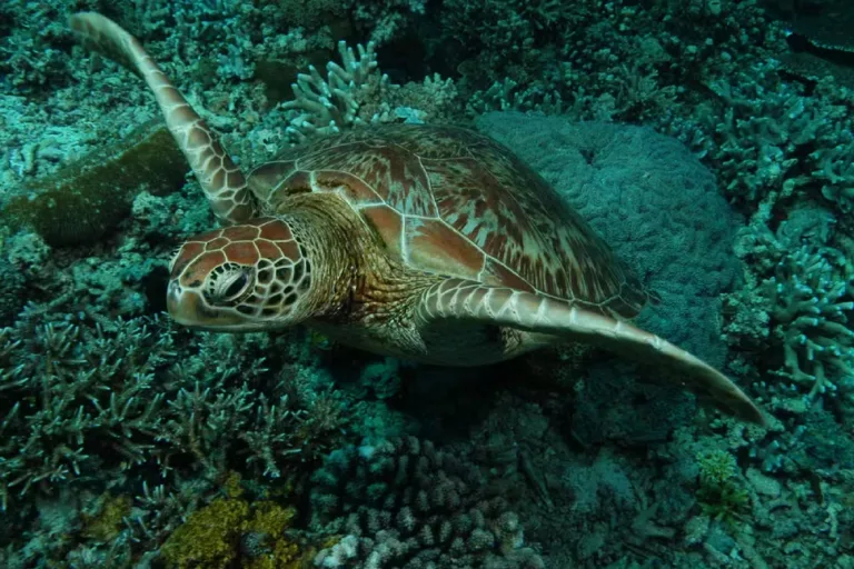 espécies em extinção avanço crise ambiental prancheta 1