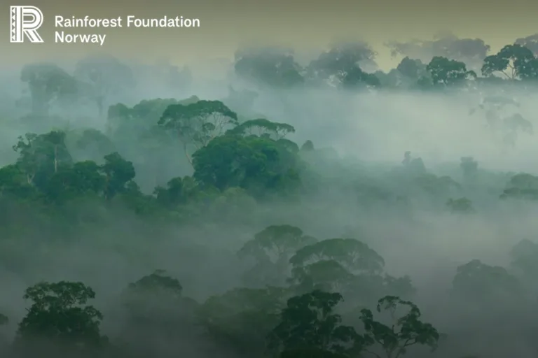 investidores contra desmatamento