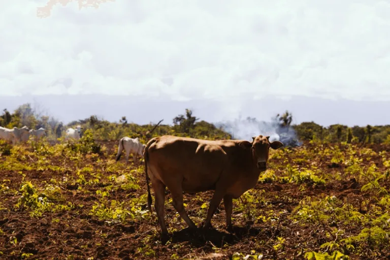 jbs continua envolvida em crimes ambientais e trabalho escravo prancheta 1