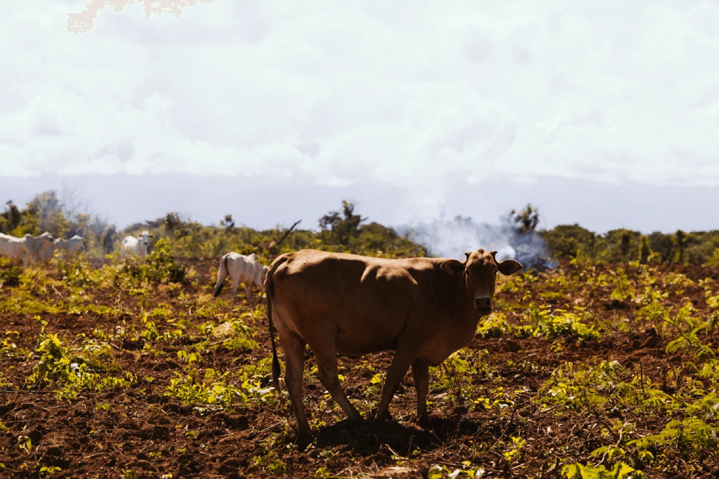 jbs continua envolvida em crimes ambientais e trabalho escravo prancheta 1