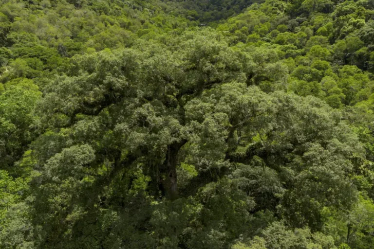 mapbiomas mata atlântica perdeu 11,5% de sua vegetação em 40 anos
