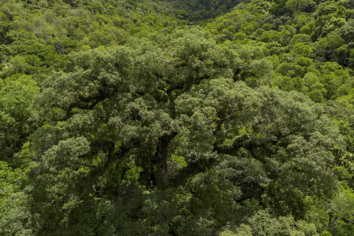 mapbiomas mata atlântica perdeu 11,5% de sua vegetação em 40 anos