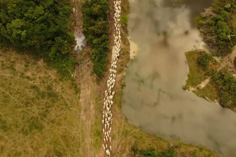 rondônia multa jbs gado área desmatada amazônia prancheta 1