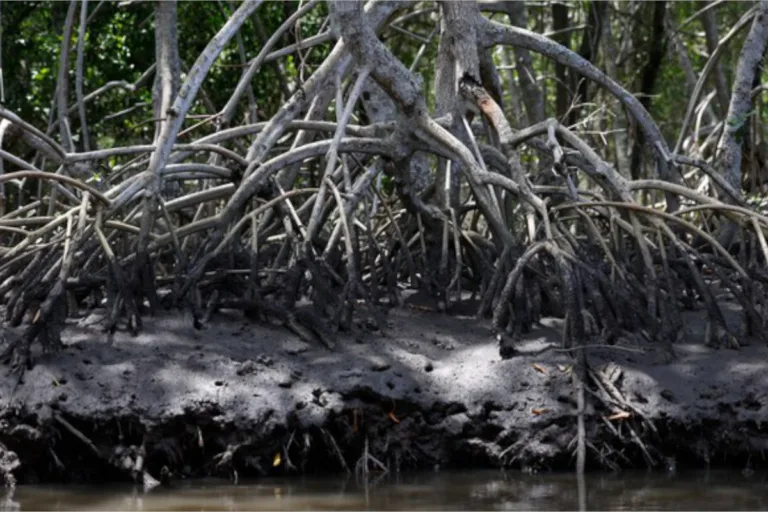 preservação de manguezais