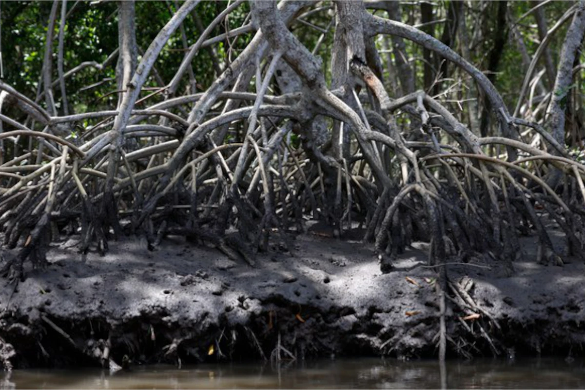 preservação de manguezais