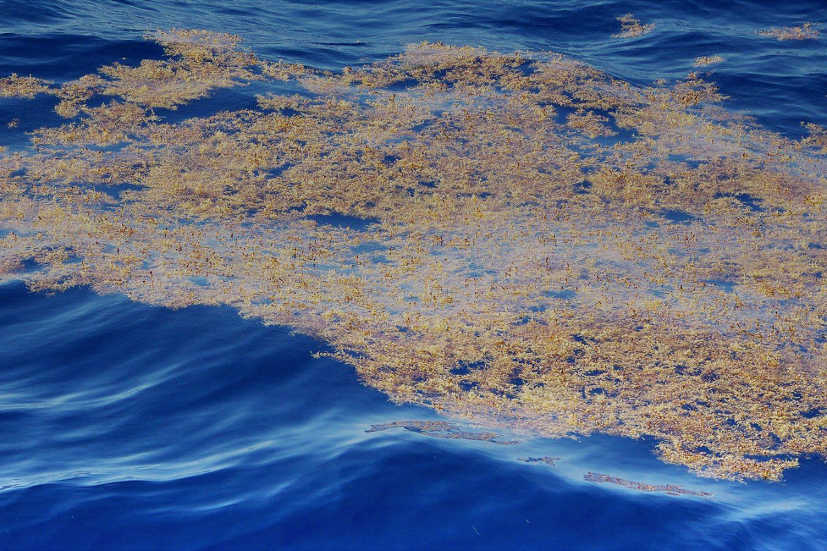 crise climática padrão manchas de algas atlântico