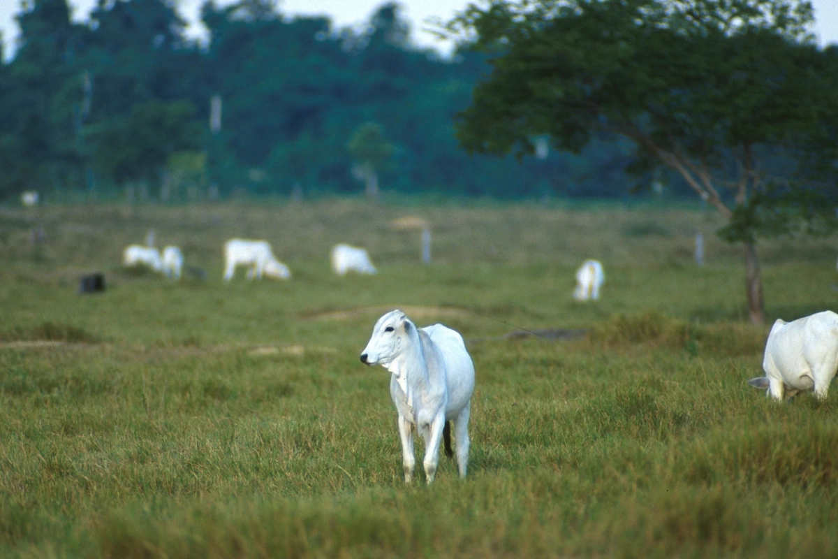 pará 2030 obrigatoriedade rastrear gado bovino