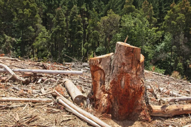 proteção da natureza devastação