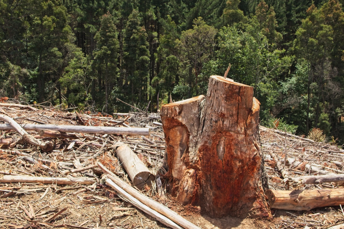 proteção da natureza devastação
