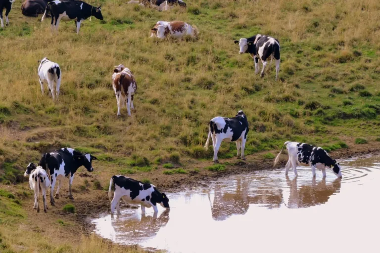 agronegócio brasileiro água gado soja