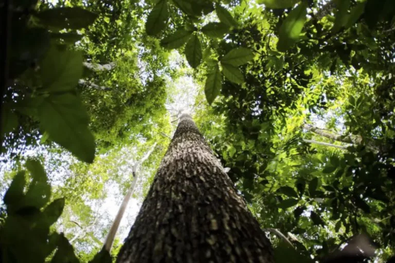 brasil reduz desmatamento amazônia cerrado