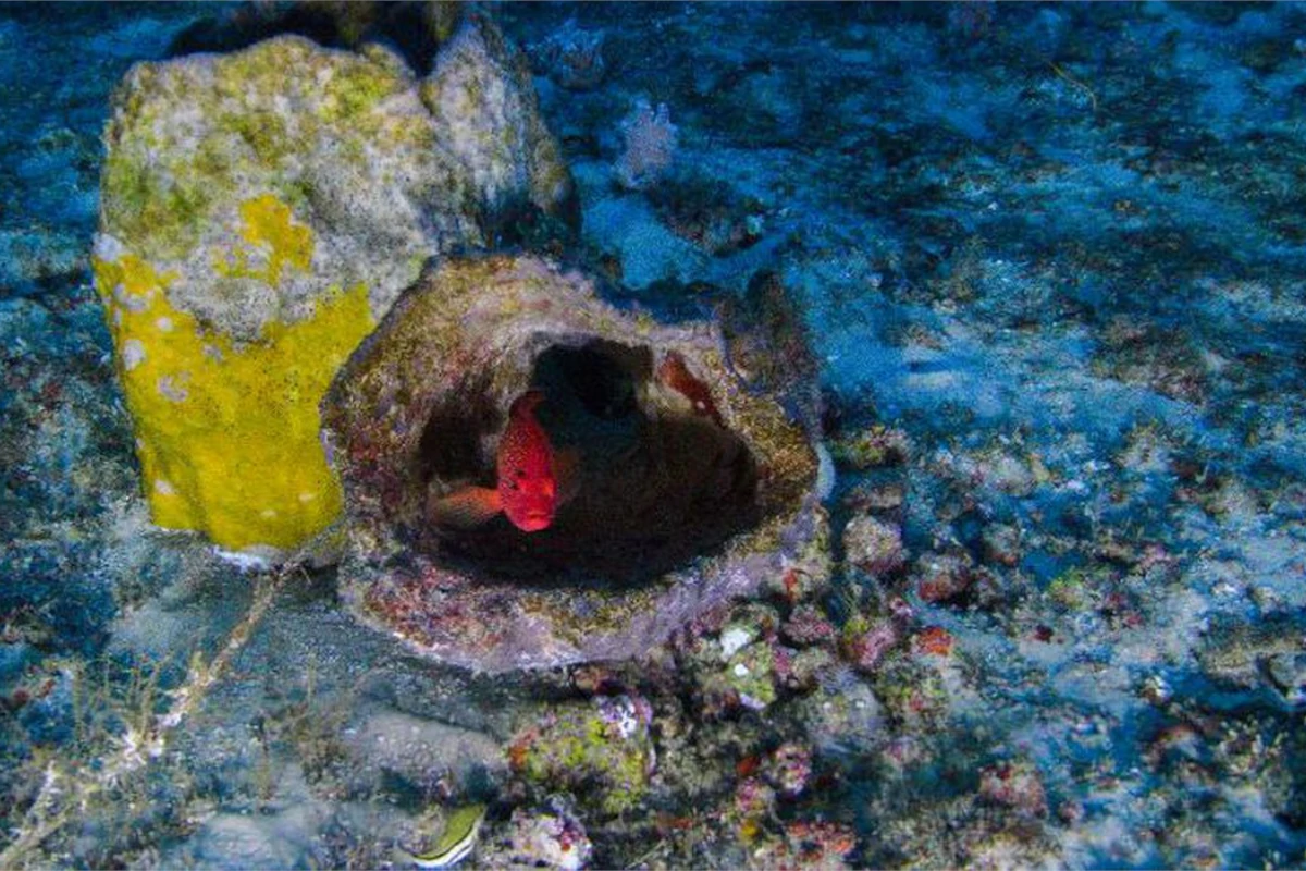 foz amazonas vazamento