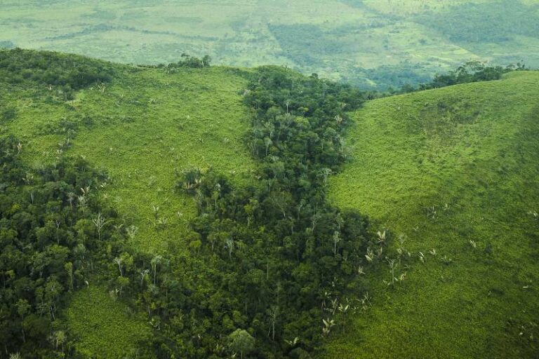 stf desmatamento amazônia